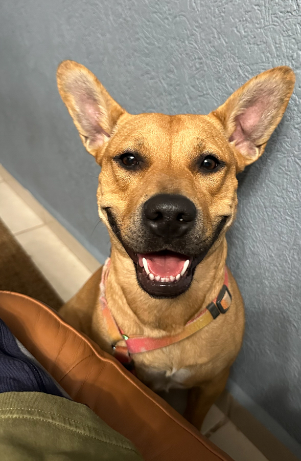 Chalupa
