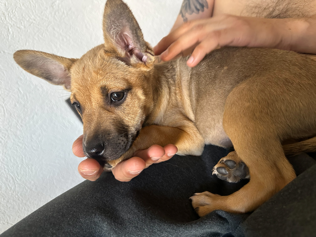 Chalupa as a puppy shortly after being rescued