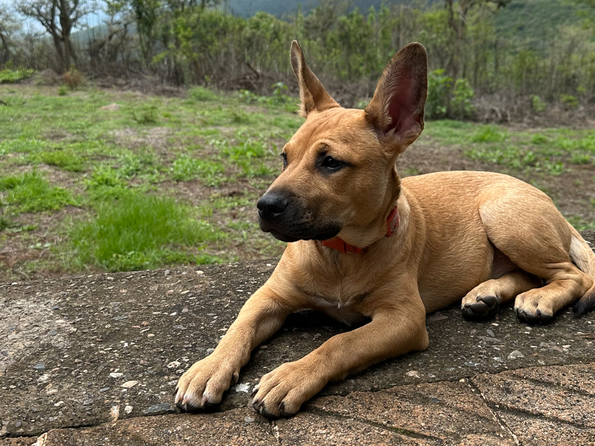 Chalupa exploring the outdoors during a camping adventure