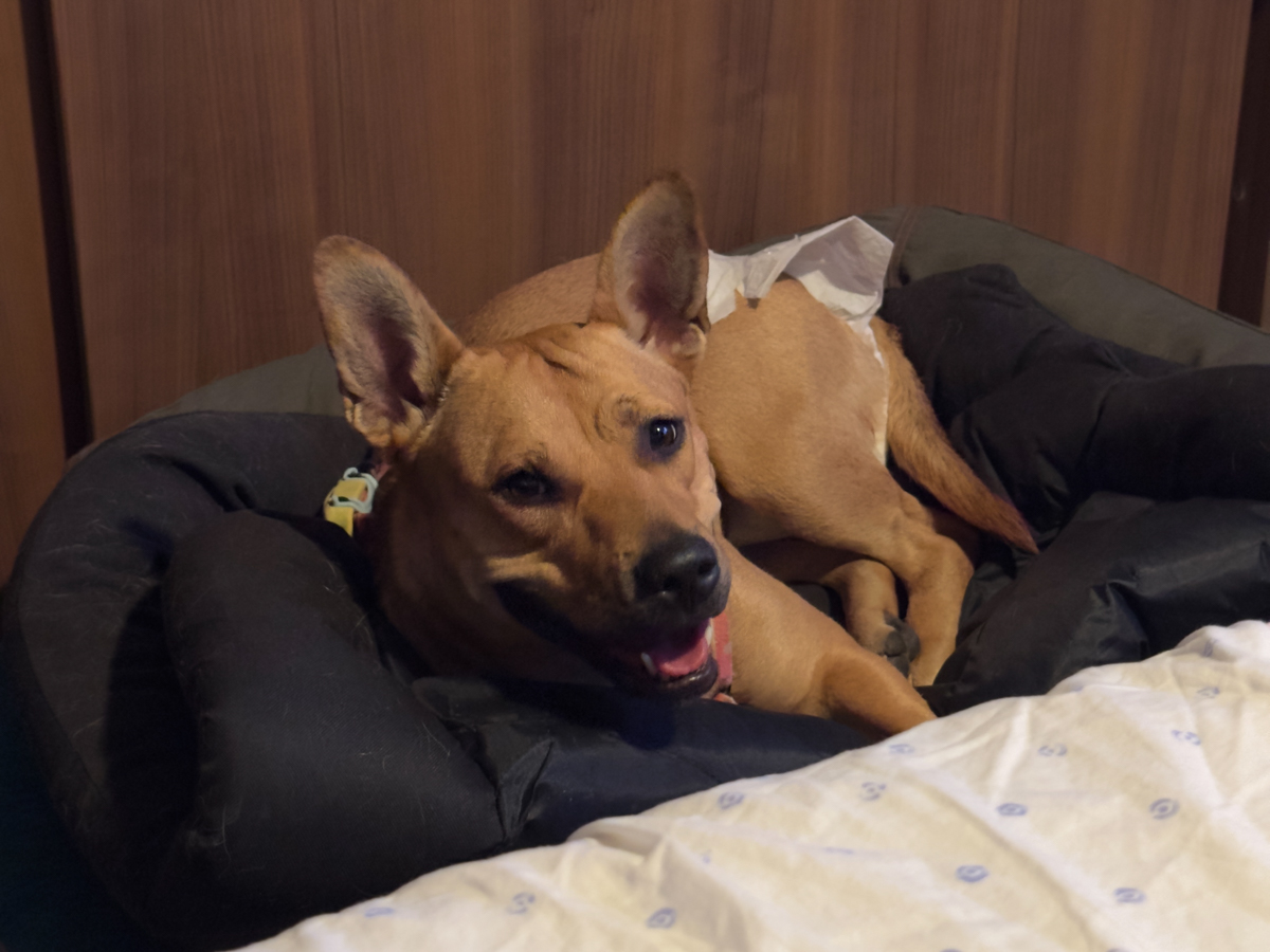 Chalupa growing into a confident young dog