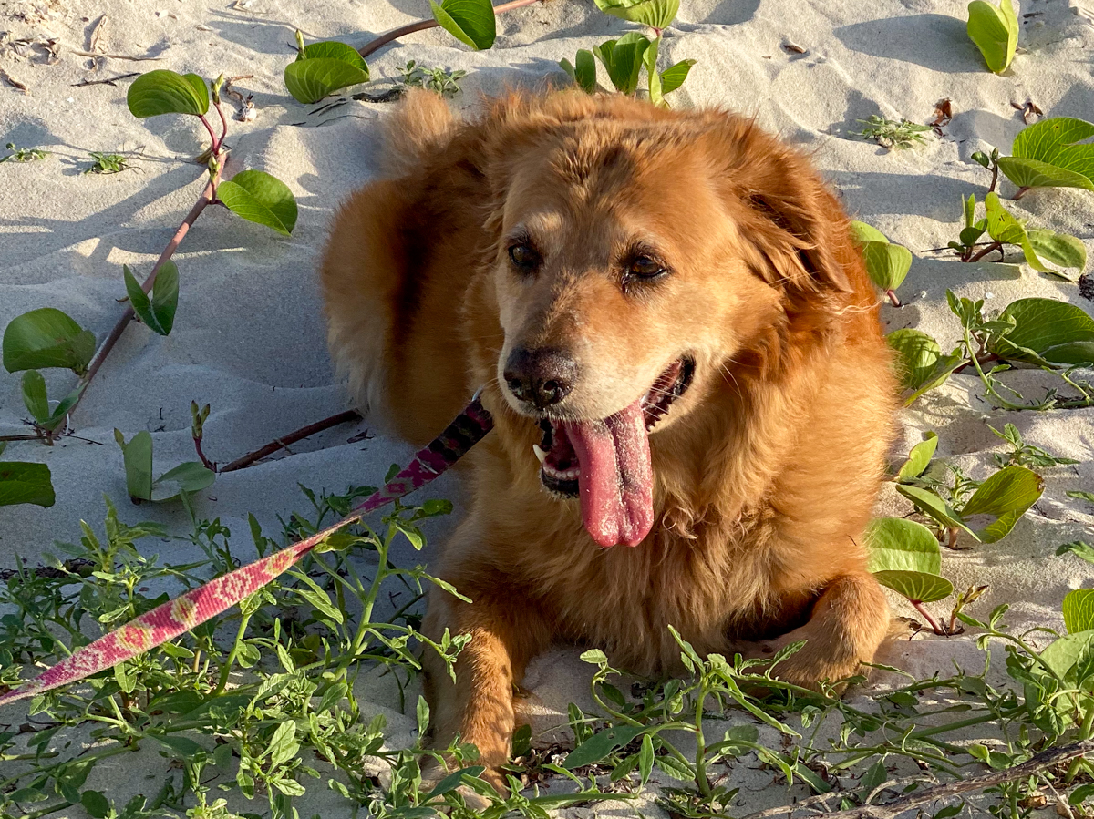 Enchilada, the rescue dog who started the story