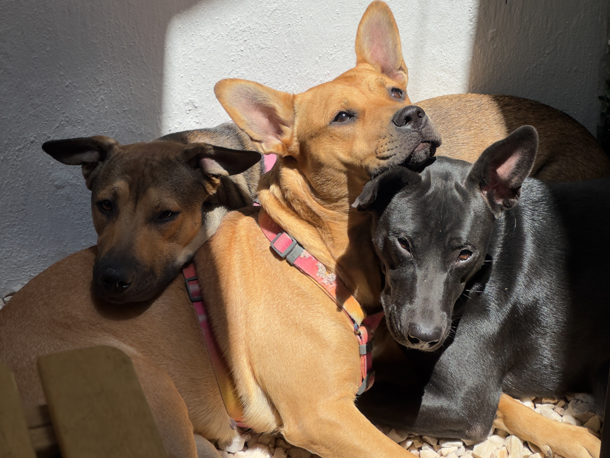 The three sisters relaxing together in the sun