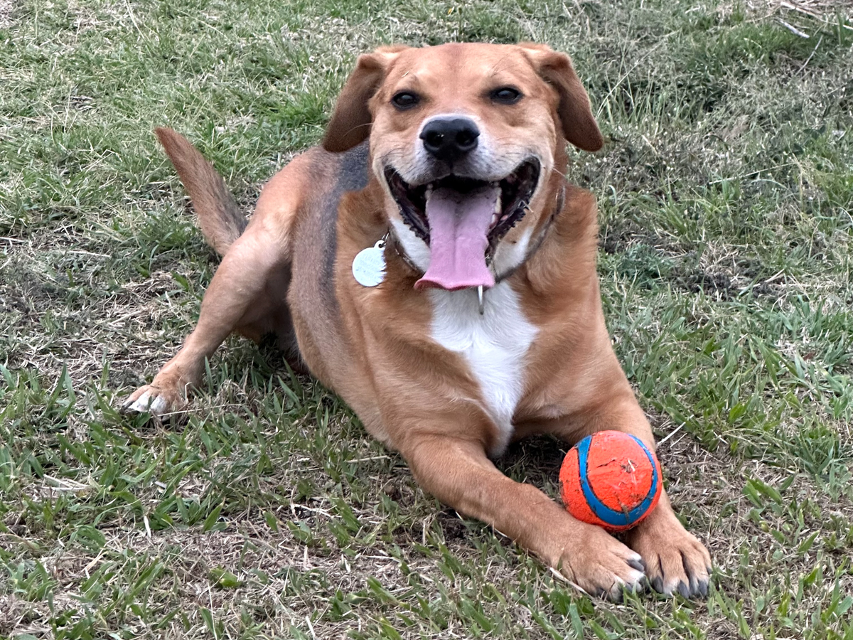 Tamarindo resting after a successful game of fetch