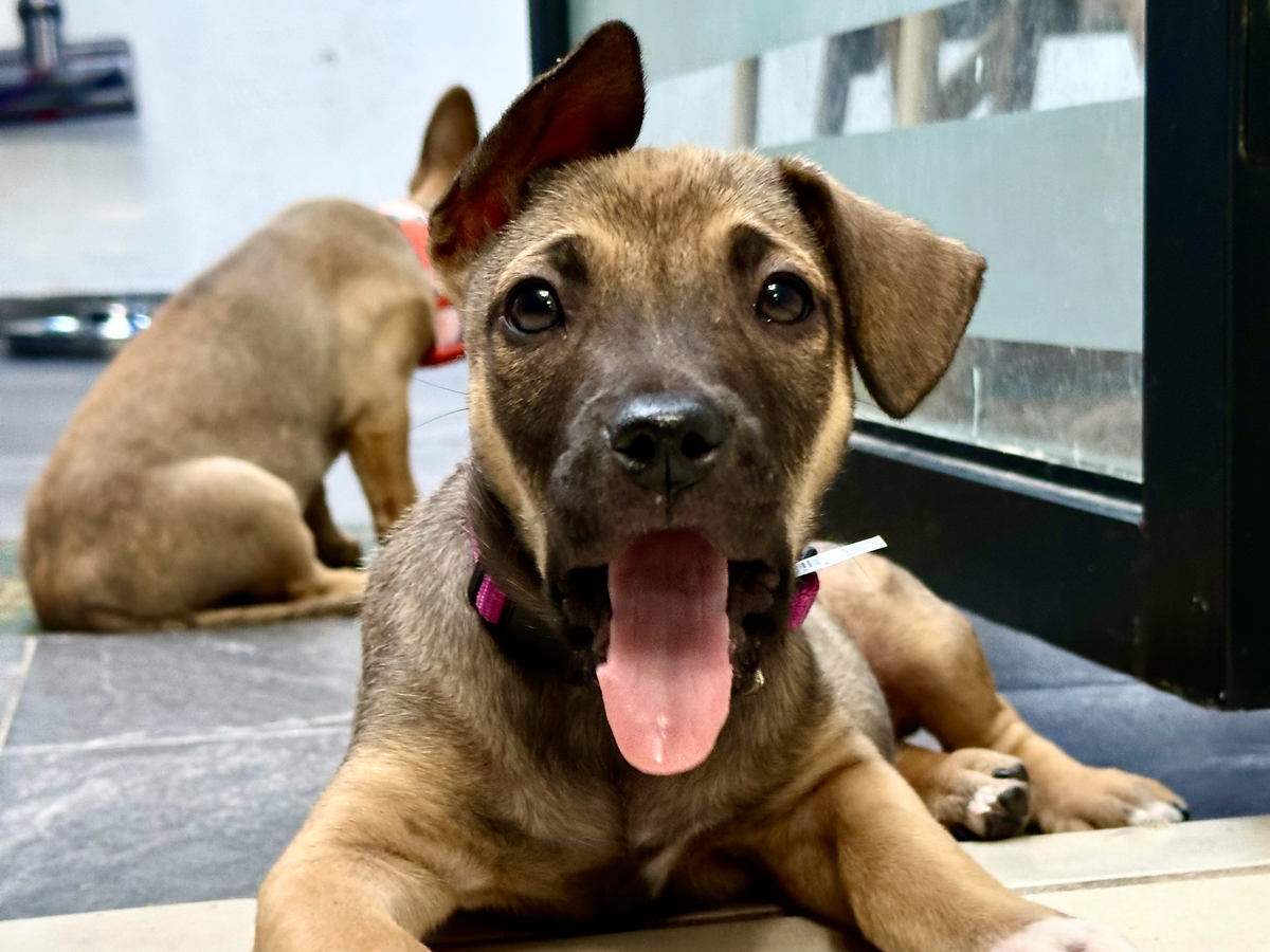 Horchata as a puppy shortly after her rescue