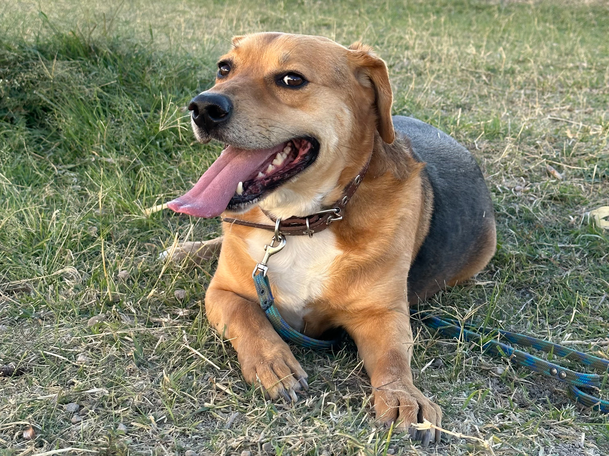 Tamarindo on his second day with his new family