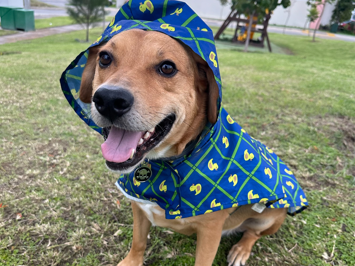 Tamarindo wearing a raincoat during a walk