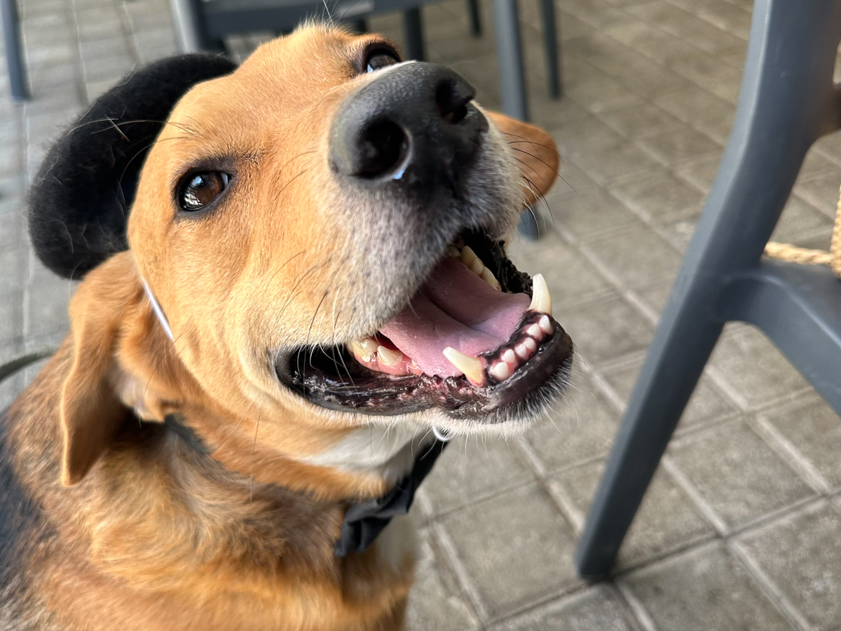 Tamarindo enjoying a visit to a dog-friendly restaurant