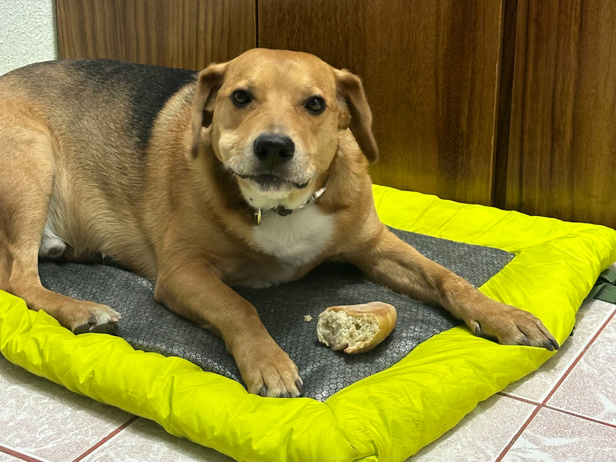 Tamarindo enjoying a piece of bolillo bread