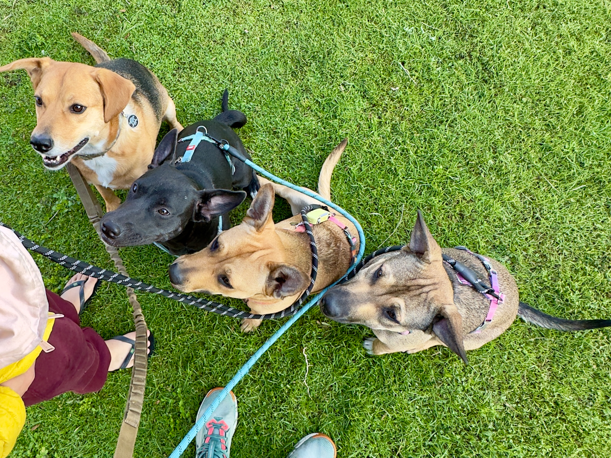 The Pack attending a training session together