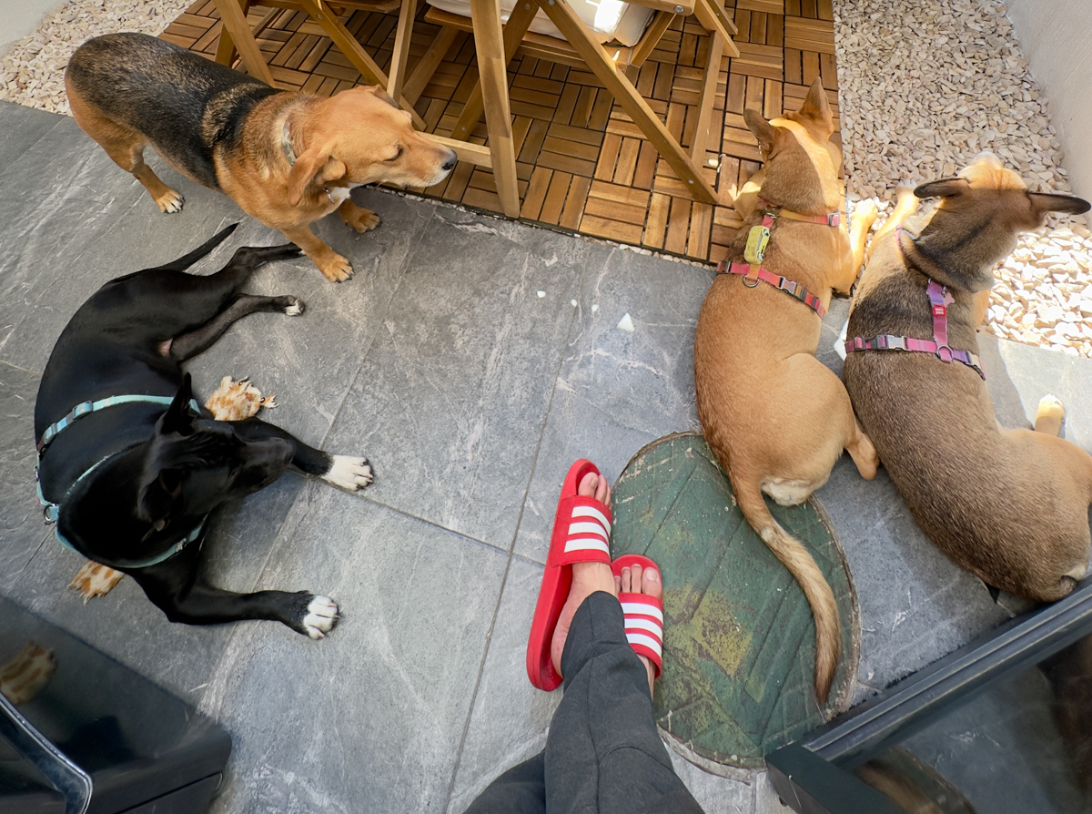 The Pack relaxing together during a quiet afternoon