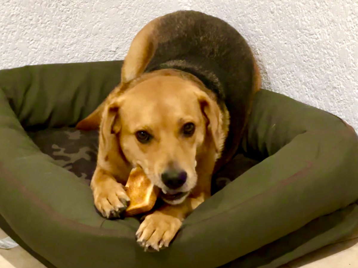 Tamarindo enjoying bread while representing The Pack