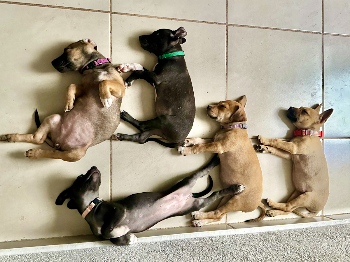 The five rescued puppies sleeping together