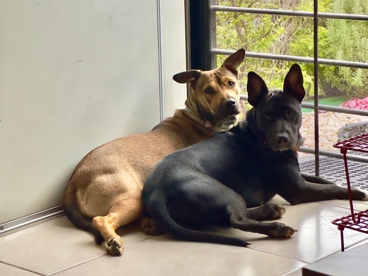 Chalupa, Horchata and Tlacoya together as inseparable sisters