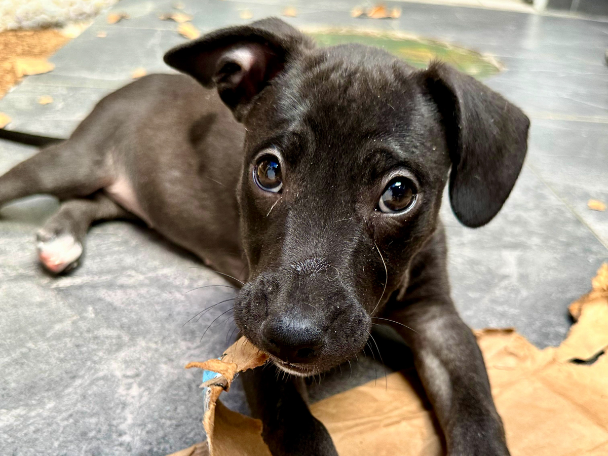 Tlacoya as a playful puppy destroying cardboard boxes