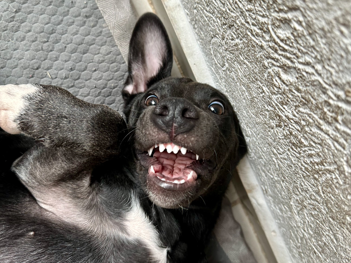 Tlacoya showing her playful and curious personality
