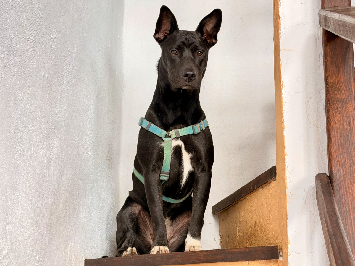 Portrait of Tlacoya, the quiet leader of the pack